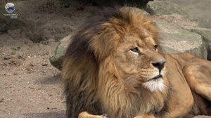 ЛЕВ | Життя левів в дикій природі | LION