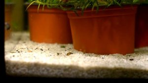 Моллюск Corbicula Javanicus (Золотая Двустворка) закапывается в грунт аквариума