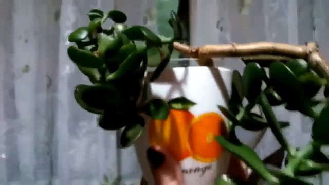 Обзор комнатных растений, зима-5. Денежное Дерево/Крассула/Толстянка – усечение, укоренение в воде
