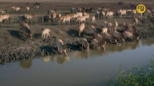 Дикие лошади - сказки Пушты / Wild Horses: A Tale from the Puszta