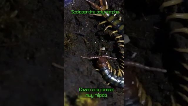 Scolopendra polymorpha comiendo grillo | #shorts #hunting #amazing #animals