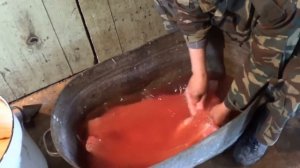 Подготовка рыбы к засолке, мойка Холодное копчение рыбы. Часть 2.3