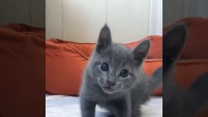 Продаются русские голубые котята! Русская голубая кошка! Котята!