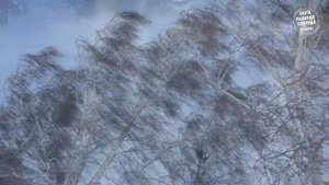 Зимняя охота на тетерева . Тетерев на лунках