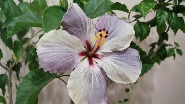 Гибискус сортовой из семян? смотреть онлайн