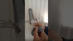 ГОЛУБИ УЗБЕКСКИЕ ДВУХЧУБЫЕ,ЧУБАТЫЕ !!!