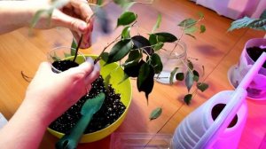 Как укоренить черенки фикуса Бенджамина