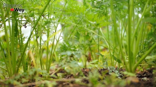 Самый ПРОСТОЙ СПОСОБ Хранить Морковь И Свеклу БЕЗ ПОТЕРЬ! смотреть онлайн