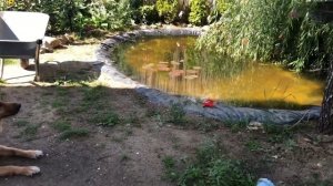 ПРУД СВОИМИ РУКАМИ ?? за несколько дней, на участке 5 соток !