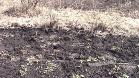 Нашествие Грызунов Такое я еще не видела