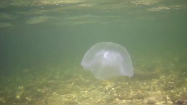 купание на море Крым Межводное 2023