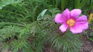 Пион степной (пион гибридный, Paeonia hybrida)