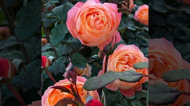 Эти сорта роз покорили меня своей красотой❤️ смотреть онлайн