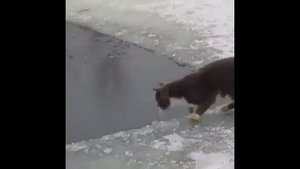 КОШКА ЛАПОЙ ЛОВИТ РЫБУ!