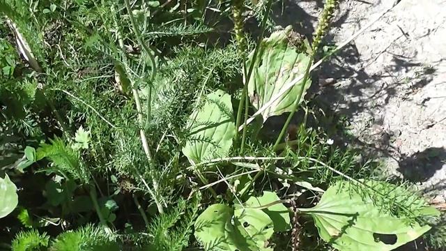 Тысячелистник смотреть онлайн