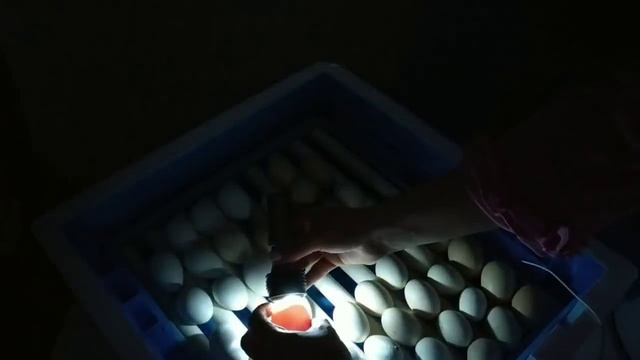 ПОДРОБНОЕ ОВОСКОПИРОВАНИЕ ЯИЦ НА 7-Е СУТКИ