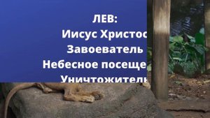 К чему снится лев.Толкование снов.Если приснился лев. сонник лев