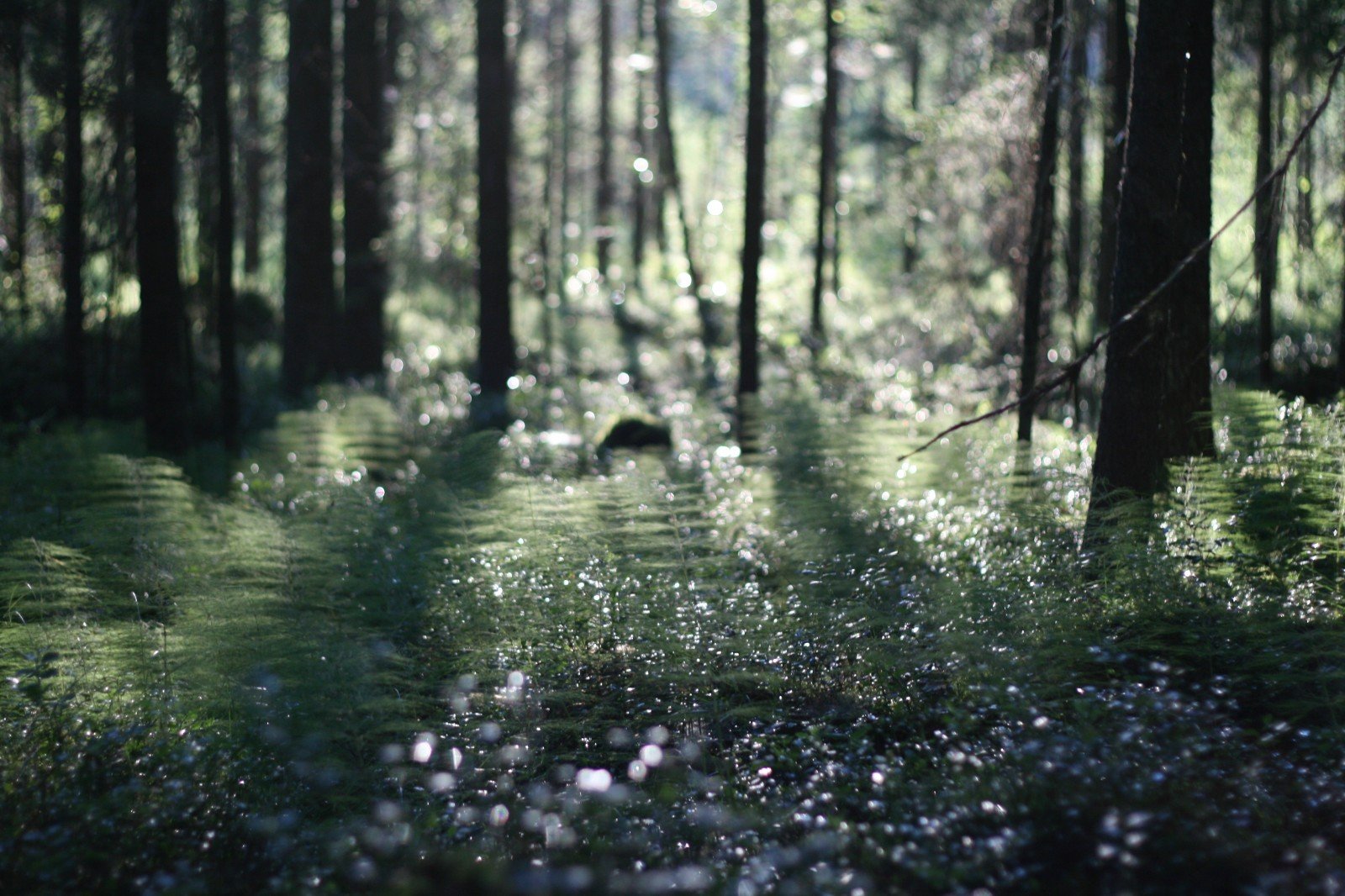 лес после дождя фото