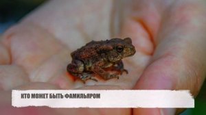 ФАМИЛЬЯРЫ - КТО ЭТО, ЗАЧЕМ ОНИ НУЖНЫ И КТО МОЖЕТ ИМИ СТАТЬ