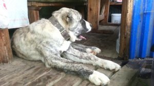 Алабай (САО) Батя. 10 месяцев