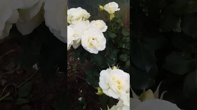 Шнеевальцер плетистая роза смотреть онлайн