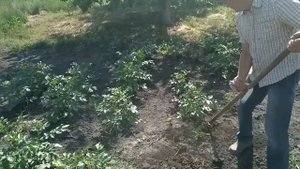 Картошка без копания земли, Плоскорезом косой