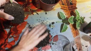 Мята плектрантус обрезка и пересадка.