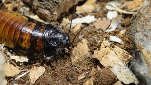 Мадагаскарские тараканы, кормовая культура, которая может стать домашним питомцем