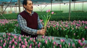 Сорт тюльпана "Pink Flag". Тепличный комплекс "Южный Полевод".