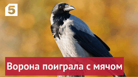 В Пермском крае ворона нашла мяч и поиграла с ним