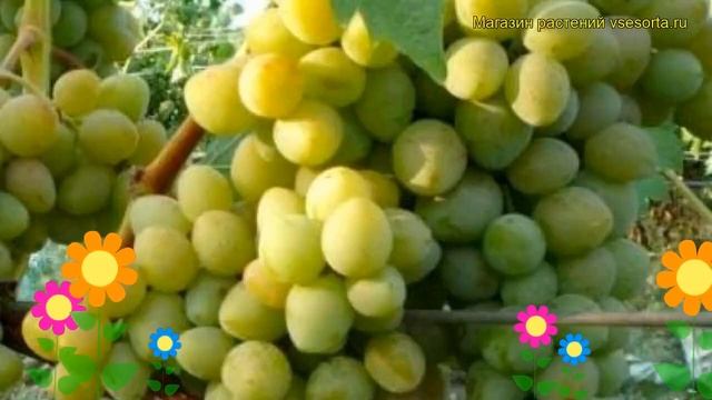Виноград культурный Красавица. Краткий обзор, описание характеристик vitis vinifera Krasavitca смотреть онлайн