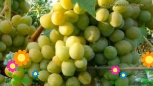 Виноград культурный Красавица. Краткий обзор, описание характеристик vitis vinifera Krasavitca