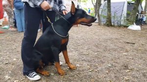 ЧТО НУЖНО ДЛЯ ВЫСТАВКИ СОБАКИ🥇🏆/ Подготовка/Много собак в одном видео/WHAT YOU NEED FOR A DOG SHOW