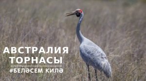 БЕЛӘСЕМ КИЛӘ: Австралия торнасы / Журавль / Crane