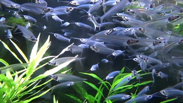 Dubai Aquarium and Underwater Zoo... Аквариум Дубай смотреть онлайн