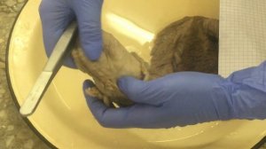 Простата. Мужской мочеиспускательный канал.