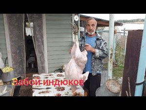 забой индюков хайбрид конвертер...