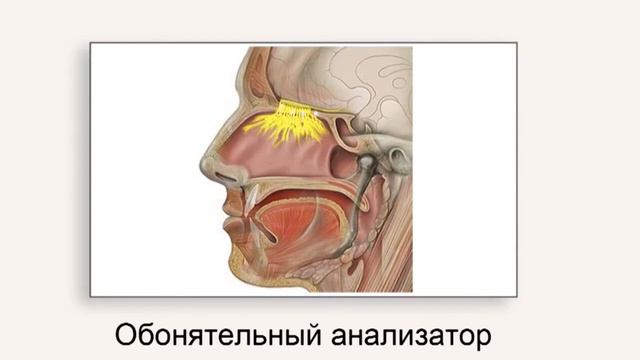 Обоняние