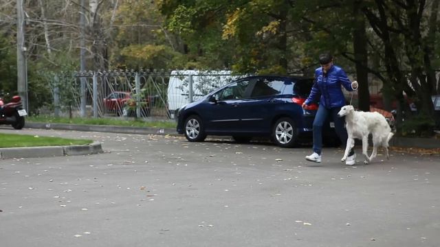 Русская борзая, девочка Мая от 17 сентября 2015 г. смотреть онлайн