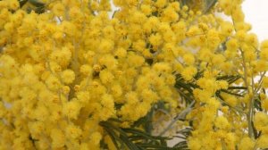 Цветет мимоза!