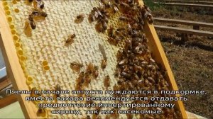 Пчелы в августе