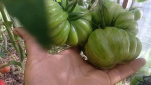 ОБЗОР СОРТА ДИКОВИННЫЙ ЦВЕТОК ПЁСТРЫЙ  | ПОМИДОРЫ, ТОМАТЫ