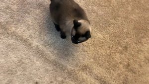 Это надолго ... =^..^= СИАМСКИЕ КОШКИ