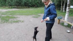 Дрессировка. Цвергпинчер Геля.