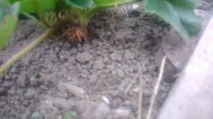 Подготовка клубники к зиме осенью.Окучивание клубники