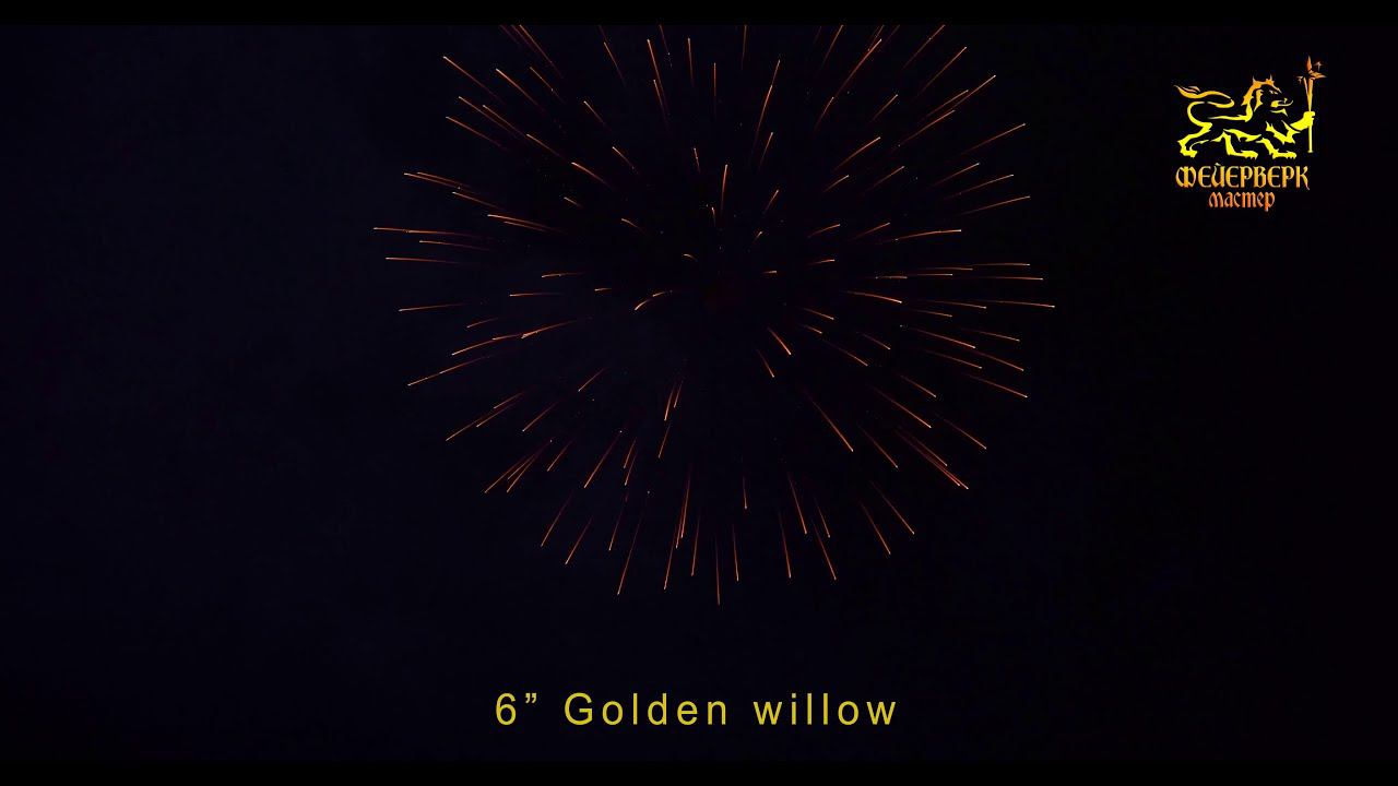 6” Golden willow