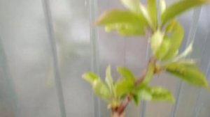Проверяем прививки черешни на вишневую поросль
