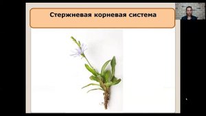 Виды корней и типы корневых систем   6 класс