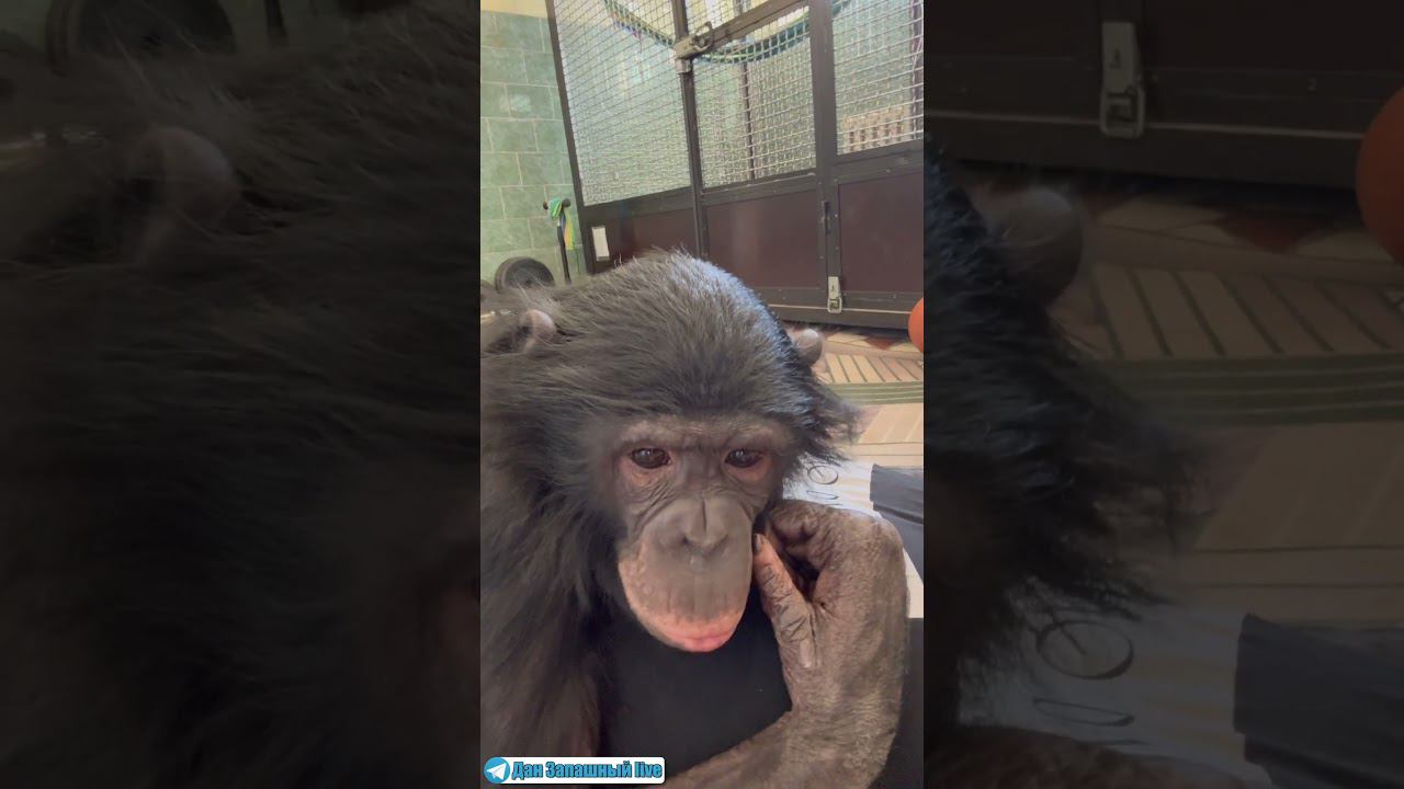 Обезьяна шимпанзе взяла в плен человека! смотреть онлайн