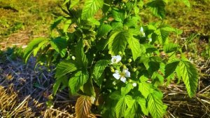 БЕЛАЯ ЕЖЕВИКА POLAR BERRY. Обзор + розыгрыш саженцев.